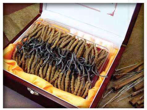 海林冬虫夏草回收